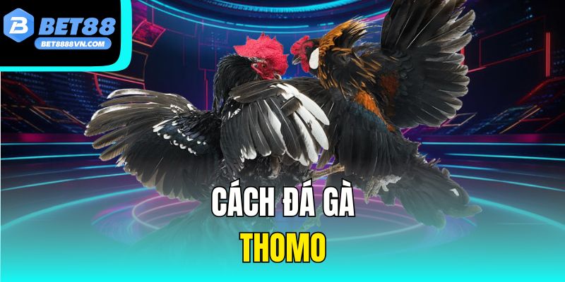 Cách Đá Gà Thomo -  Hướng Dẫn Chi Tiết và Kinh Nghiệm Thực Tế