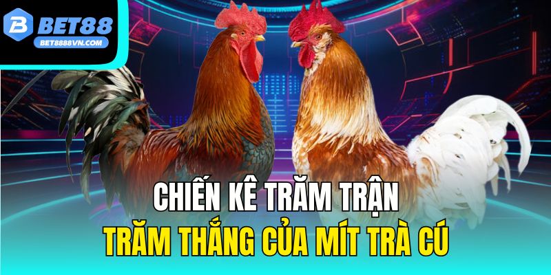 Chiến kê trăm trận trăm thắng của Mít Trà Cú
