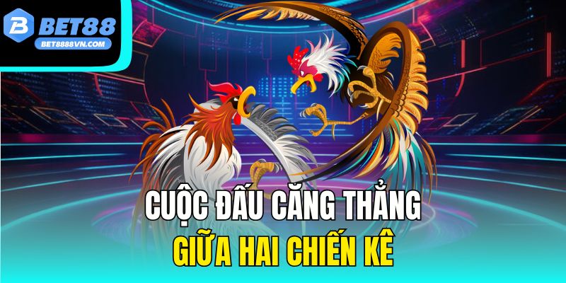 Cuộc đấu căng thẳng giữa hai chiến kê