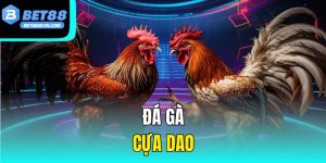 Đá Gà Cựa Dao -  Bí Quyết Và Giải Thưởng Lớn Nhất Việt Nam