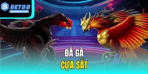 Đá Gà Cựa Sắt – Tìm Hiểu Môn Thể Thao Đầy Kịch Tính