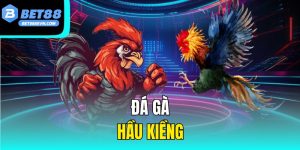 Đá Gà Hầu Kiềng – Đá Gà Truyền Thống Đặc Sắc Của Miền Nam