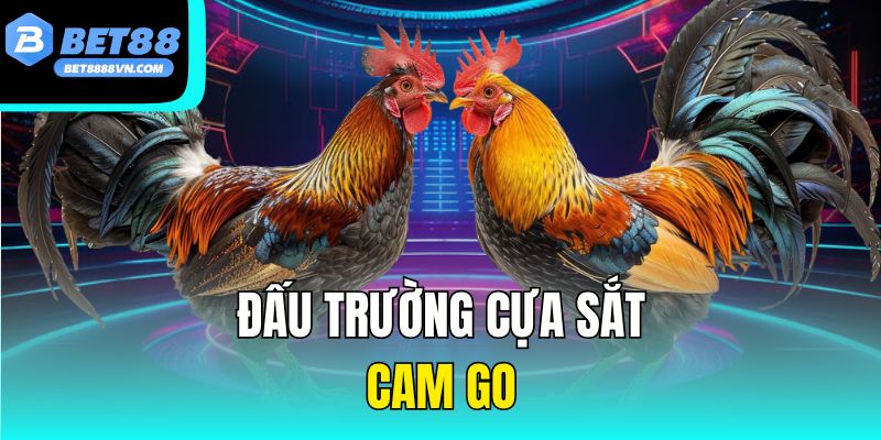 Đấu trường cựa sắt cam go