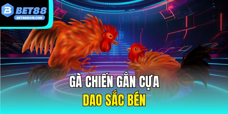 Gà chiến gắn cựa dao sắc bén