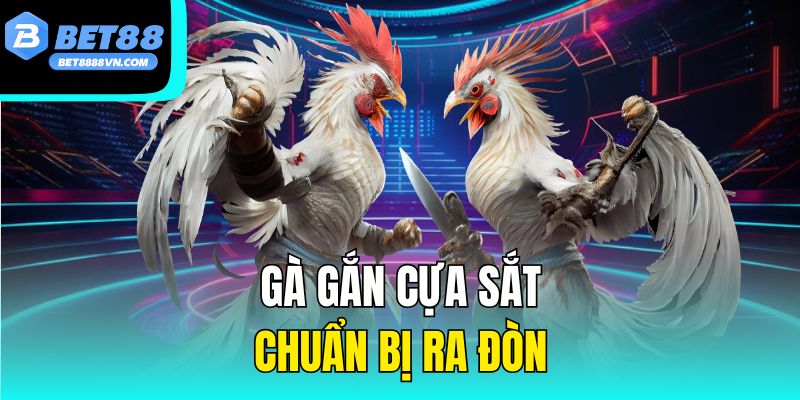 Gà gắn cựa sắt chuẩn bị ra đòn