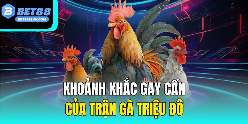  Khoảnh khắc gay cấn của trận gà triệu đô