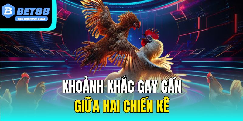 Khoảnh khắc gay cấn giữa hai chiến kê