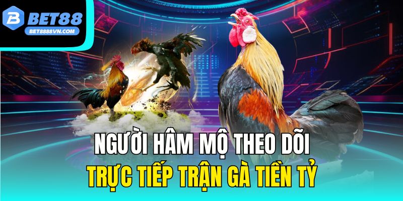 Người hâm mộ theo dõi trực tiếp trận gà tiền tỷ