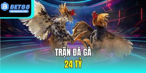 Trận Đá Gà 24 Tỷ - Cuộc Chiến Kỳ Thú Và Những Điều Cần Biết