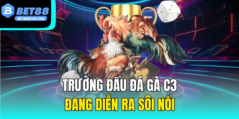 Trường đấu đá gà C3 đang diễn ra sôi nổi