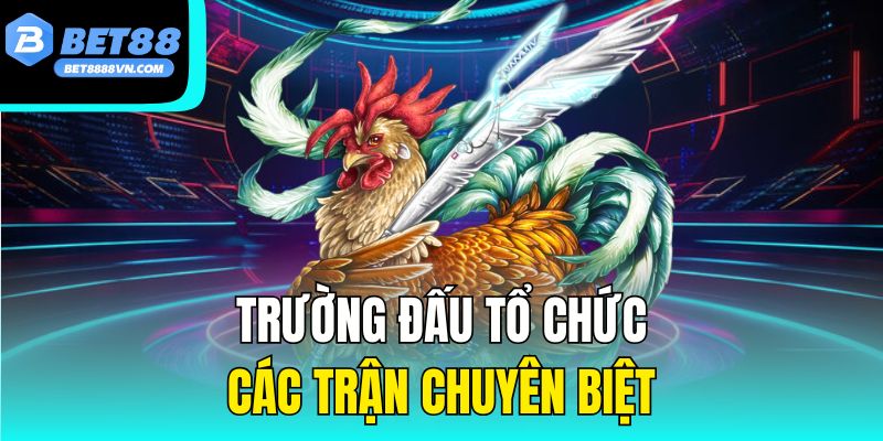  Trường đấu tổ chức các trận chuyên biệt